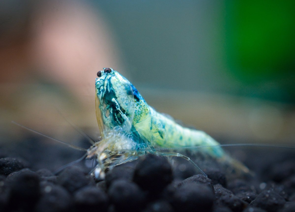 Caridina shrimp shedding old exoskeleton after water change during shrimp keeping routine