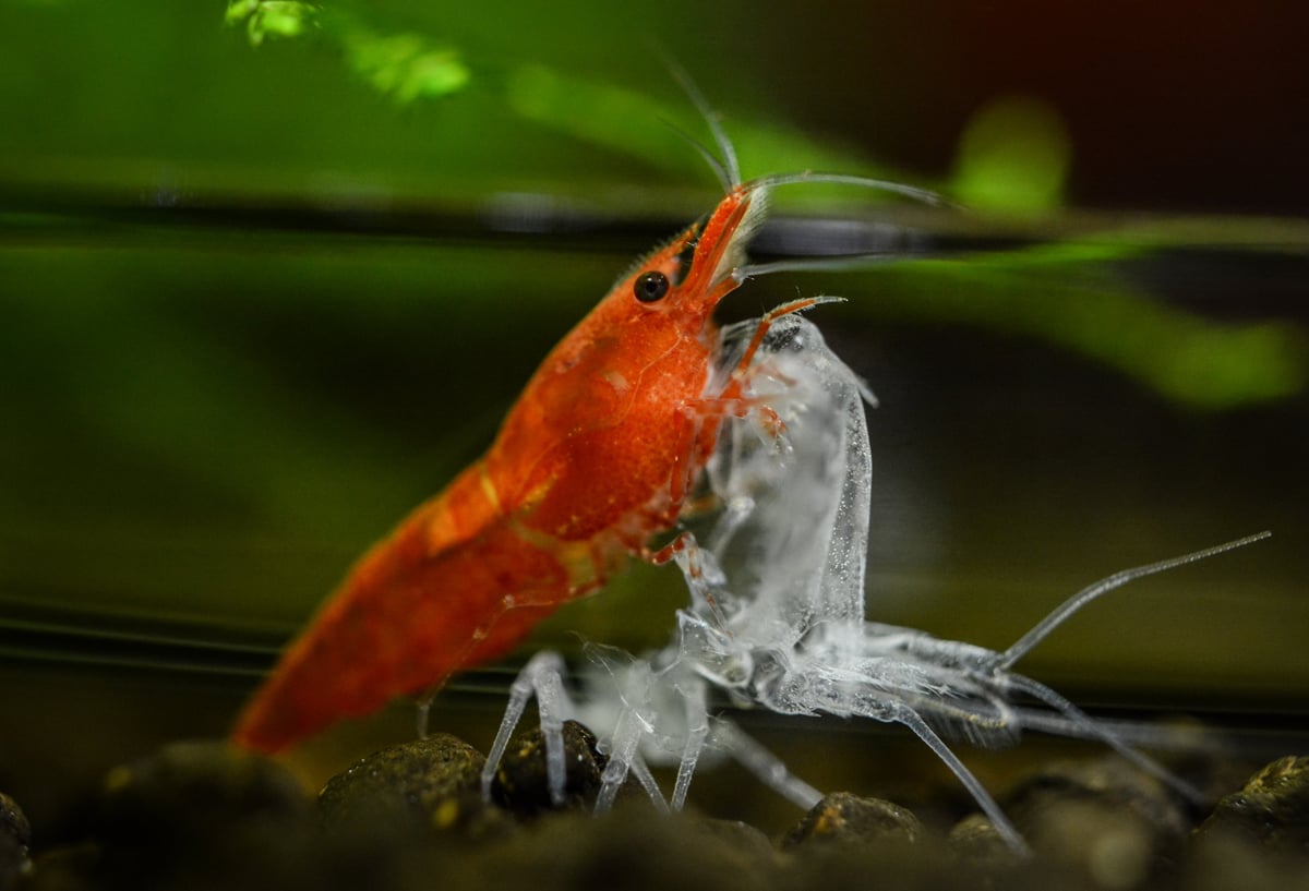 Neocaridina freshwater shrimp consuming molted skin