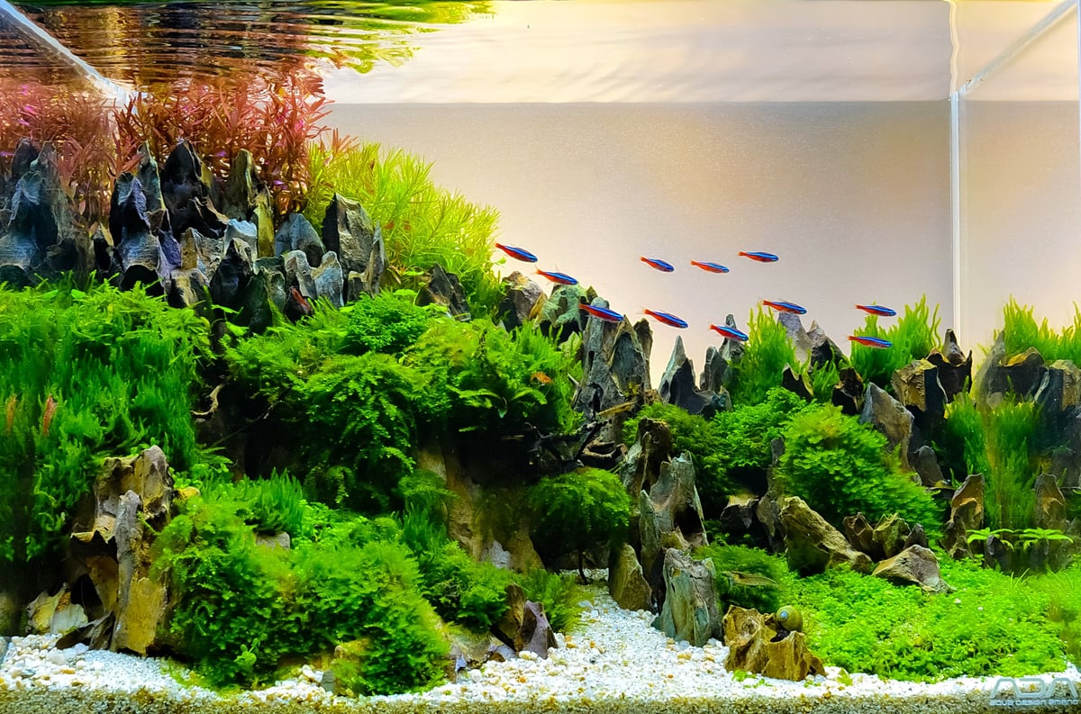 close up image of underwater landscape nature style aquarium tank with a variety of aquatic plants inside.