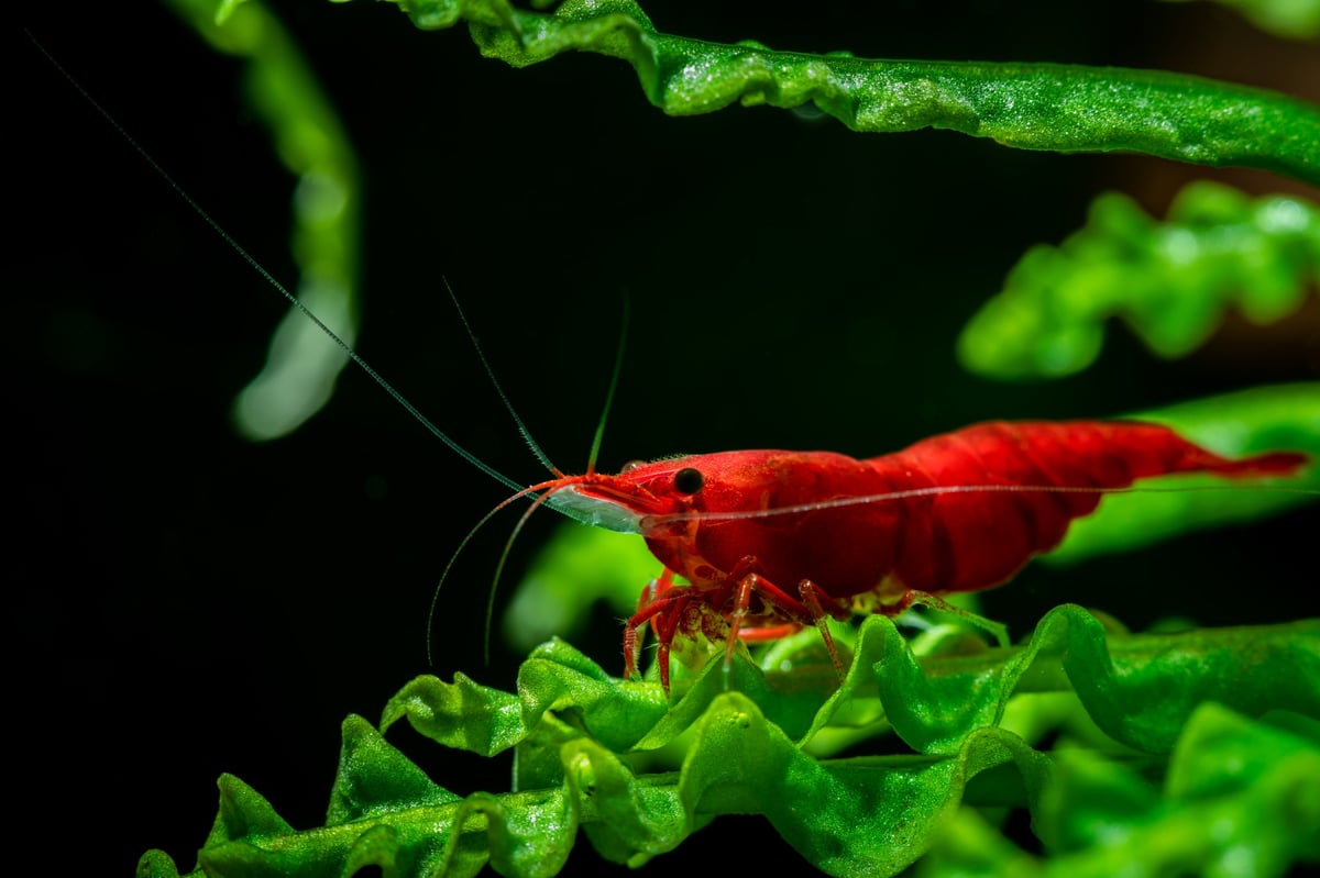 Red neocaridina shrimp in a freshwater aquarium, showcasing the vibrant coloration and healthy exoskeleton that cherry shrimp periodically shed during the molting process