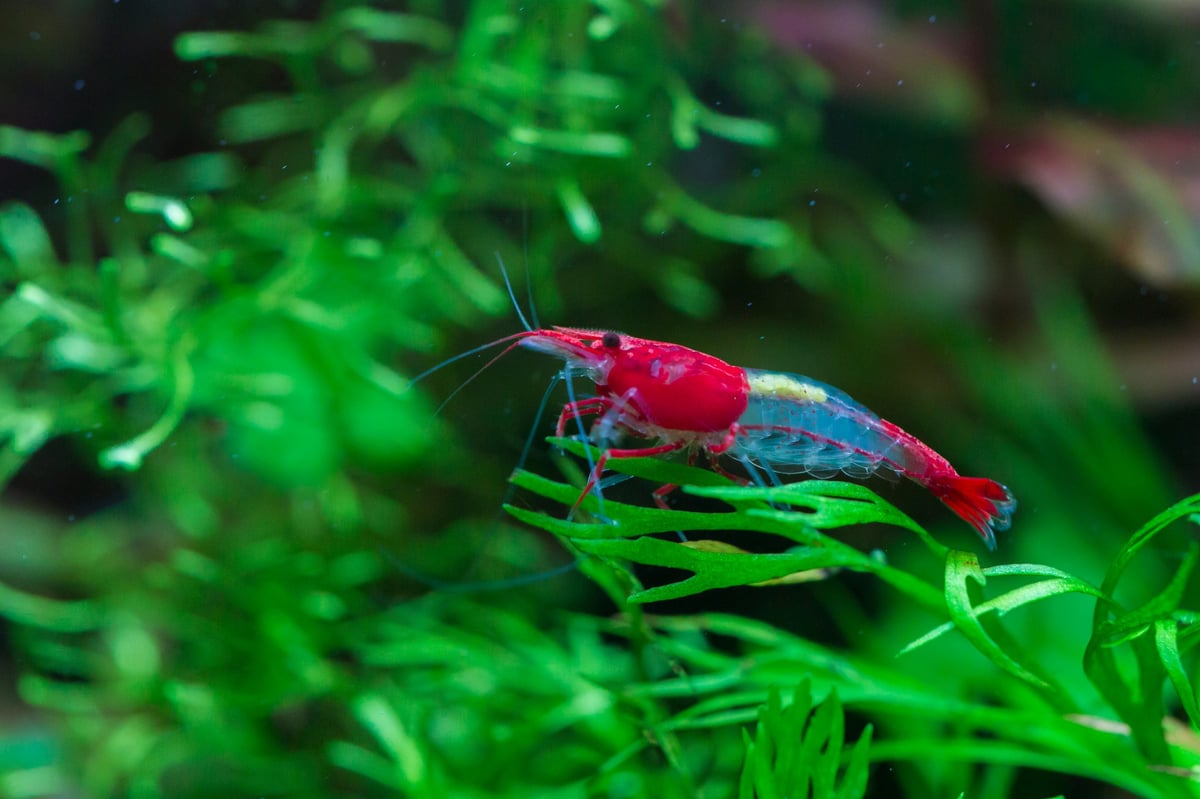 Neocaridina davidi, Red Rili pattern Shrimp