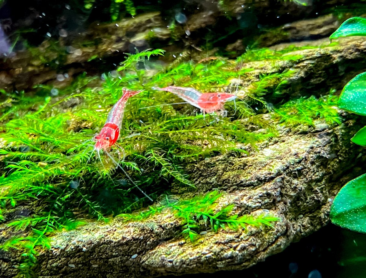 Red rili shrimp (Neocaridina davidi var. 'Rili') in aquarium with some green plants, moss and wood