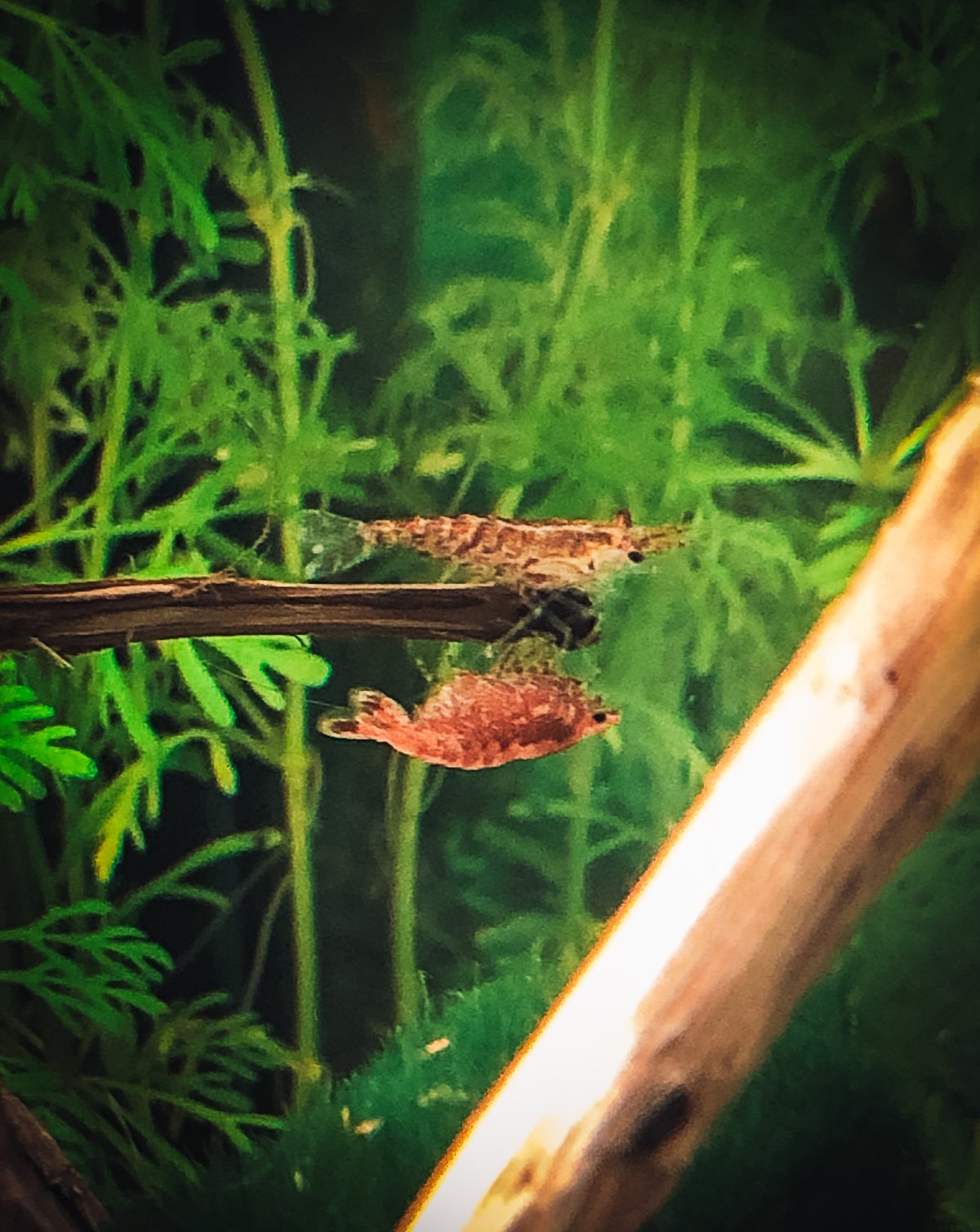 Red cherry shrimp grazing in a mature planted freshwater aquarium with vibrant green plants