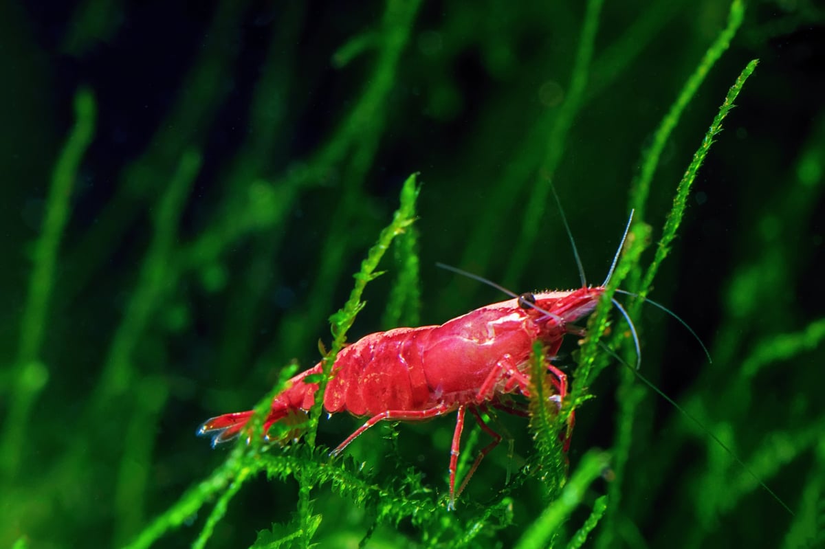 Red Cherry Shrimp on a moss, freshwater aquarium