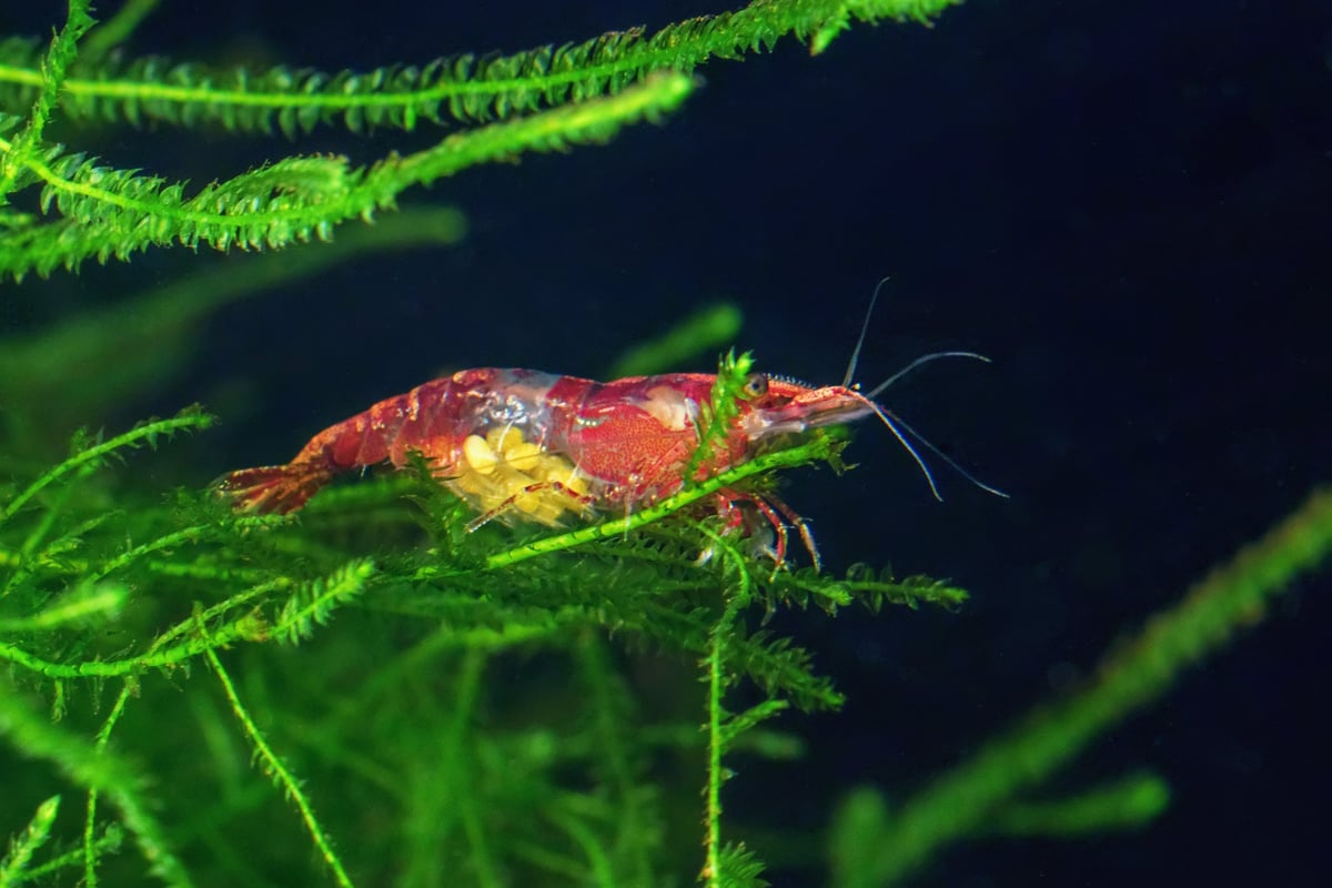 Red Cherry Shrimp (Neocaridina davidi) female with eggs grazing on moss in a mature freshwater aquarium — showing natural foraging behavior on biofilm-rich surfaces