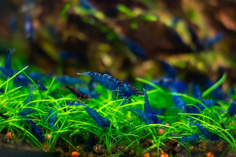 Blue Dream shrimp Neocaridina davidi close-up grazing on biofilm in a planted aquascape, illustrating the natural microflora that baby and adult shrimp rely on