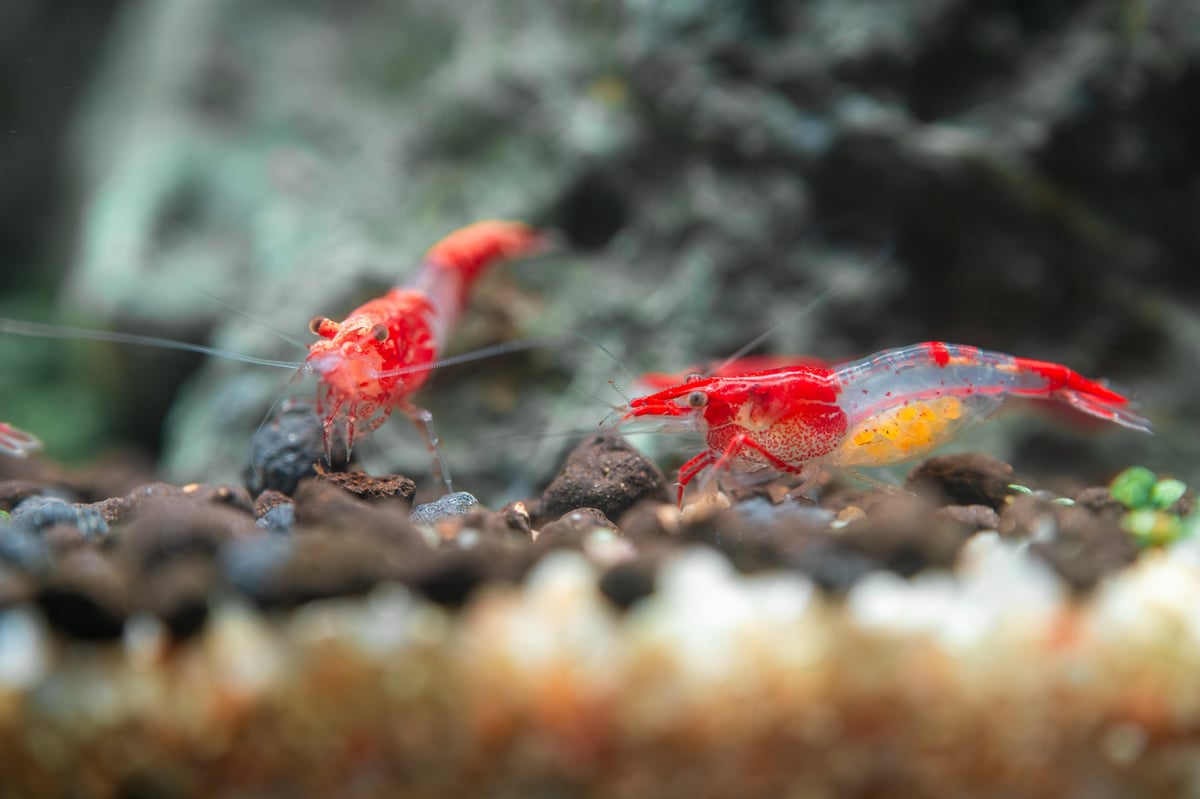 Close-up of a vibrant Red Rili shrimp Neocaridina davidi with striking red and transparent body carrying visible yellow eggs in a natural aquarium environment