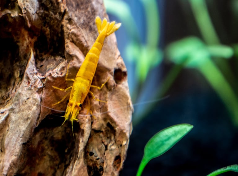 Close-up of a yellow aquarium lemon shrimp foraging for food with a blurred background in a thriving planted tank