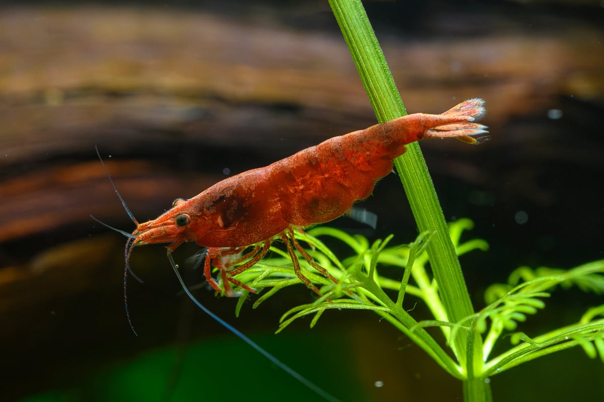 Close up of a vibrant red cherry shrimp caridina in an aquarium, surrounded by lush green aquatic plants, ideal for showcasing freshwater shrimp habitat and aquascapes