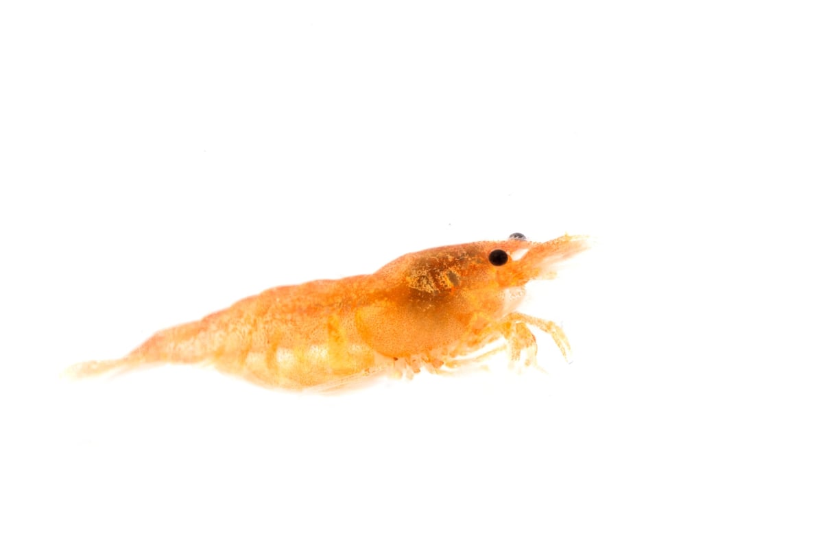 neocaridina davidi in front of white background