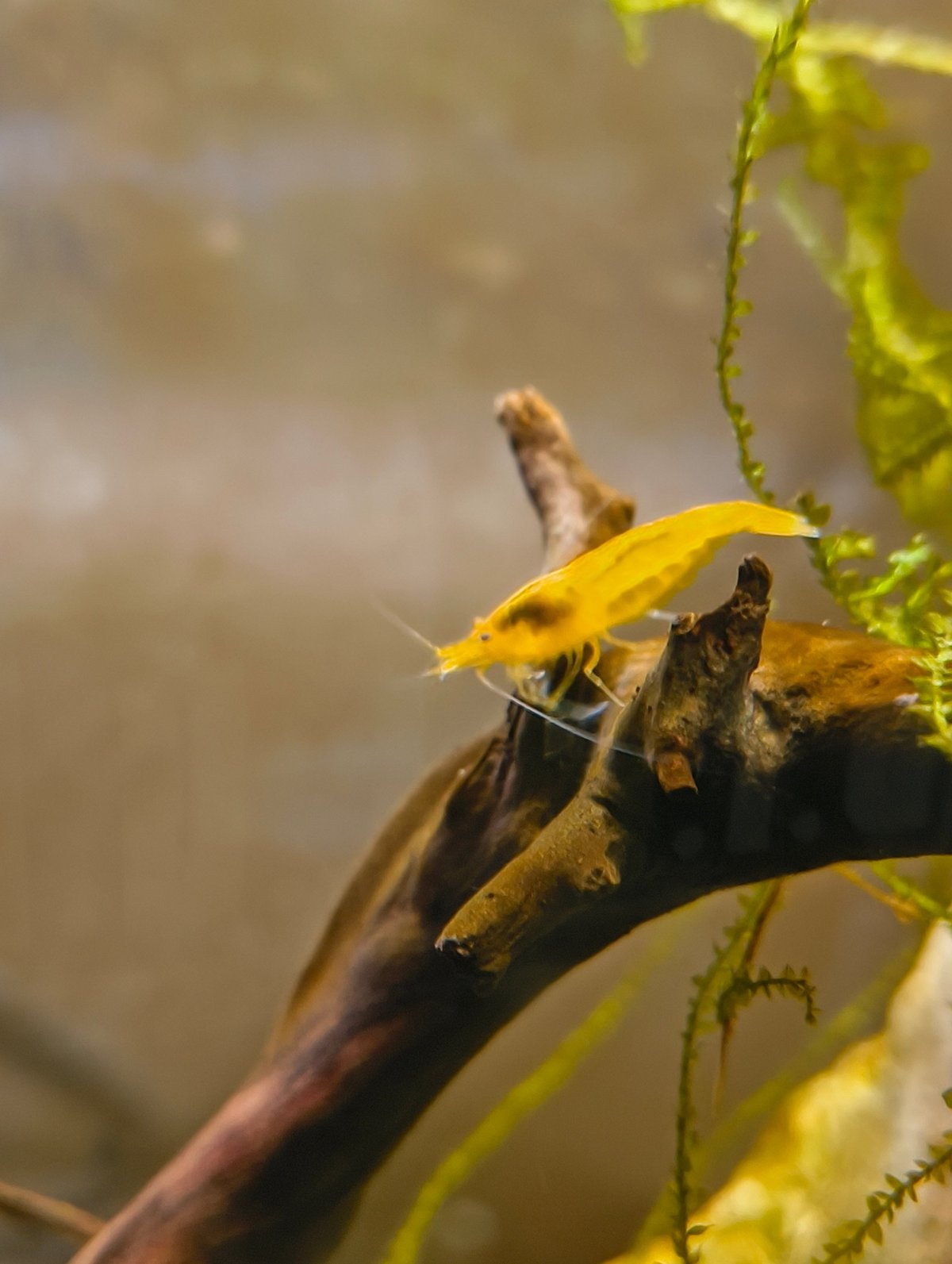 Yellow Cherry Shrimp (Neocaridina davidi var. Yellow) inside a mature freshwater aquarium with natural biofilm and algae growth on surfaces