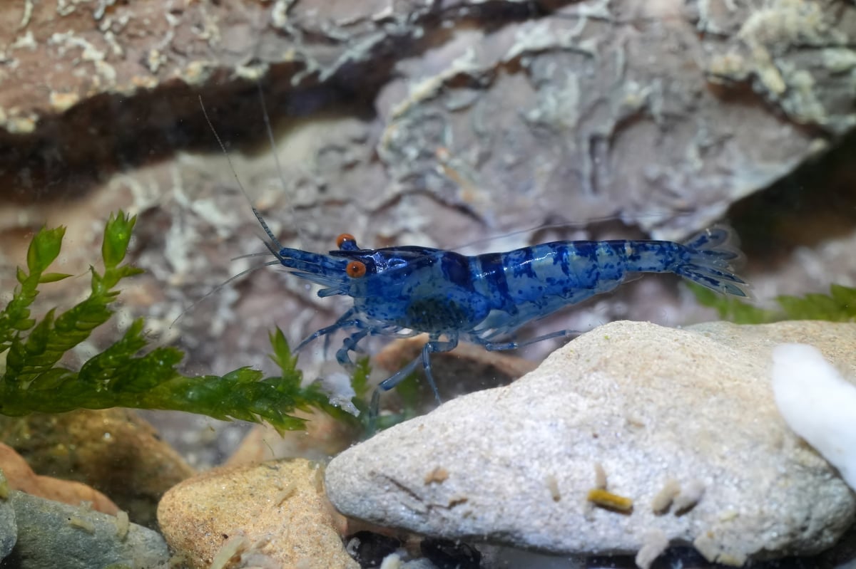 Blue Dream Shrimp (Neocaridina davidi var. Blue Dream) — a vibrant blue freshwater dwarf shrimp closeup, ideal for biofilm-rich planted aquariums and shrimp breeding tanks