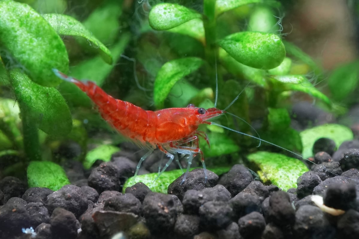 A bright red shrimp rests on dark substrate in a freshwater aquarium with green plants creating a vibrant ecosystem