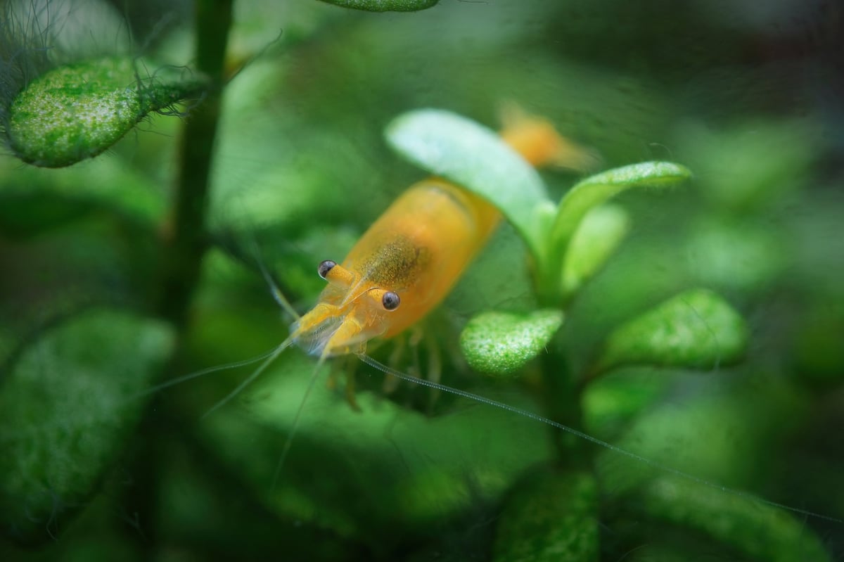 Close-up of an orange tropical freshwater Cherry shrimp on a textured rock surface.