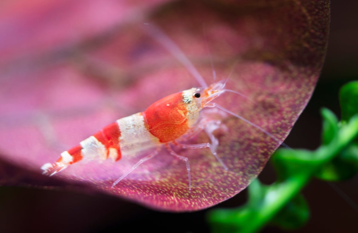 Vibrant freshwater dwarf shrimp in a planted aquarium, grazing on surfaces