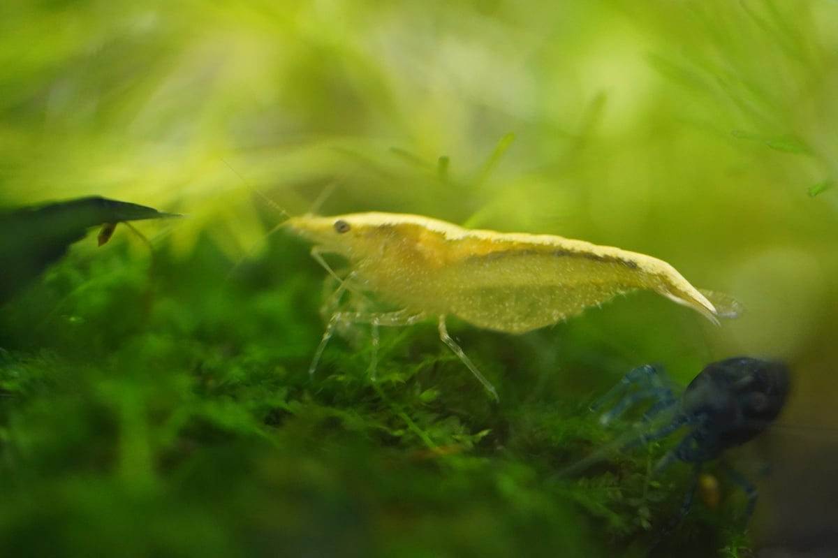 Yellow Goldenback Shrimp (Neocaridina davidi var. Yellow) — a bright yellow freshwater dwarf shrimp that thrives in mature planted aquariums with abundant biofilm