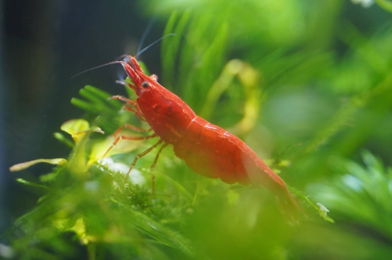 Fire red cherry shrimp Neocaridina davidi grazing among green aquatic plants in a freshwater aquarium, showing natural camouflage behavior