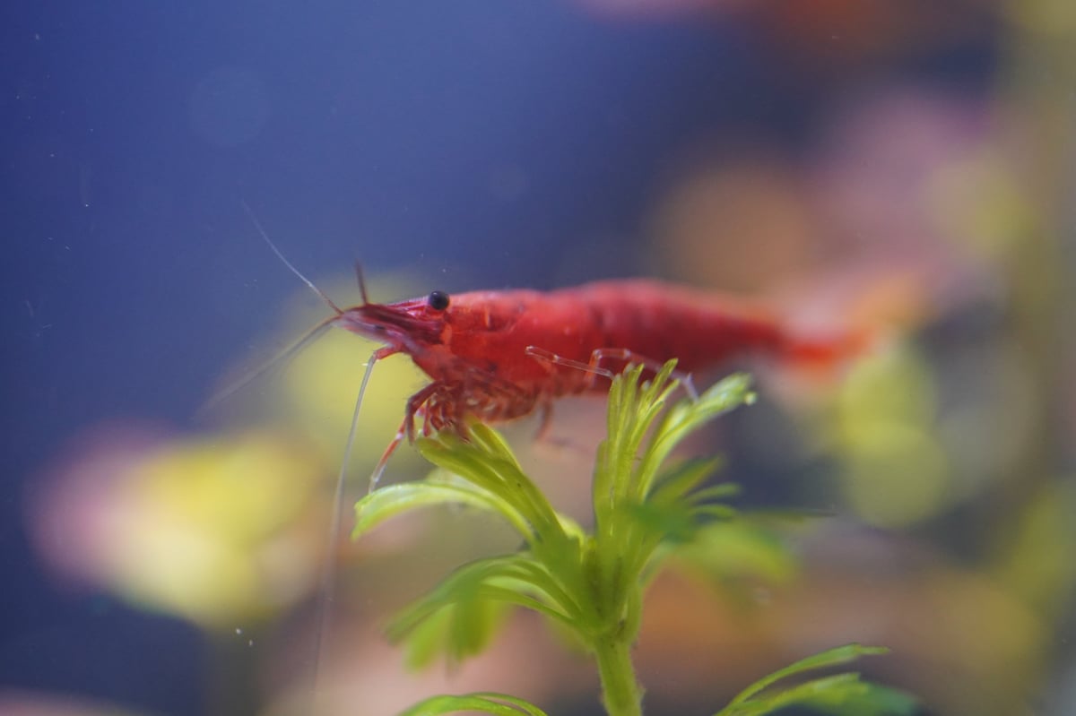 Fire red shrimp are vibrant freshwater dwarf shrimp selectively bred from Neocaridina davidi and popular in aquariums for their deep red color and easy care