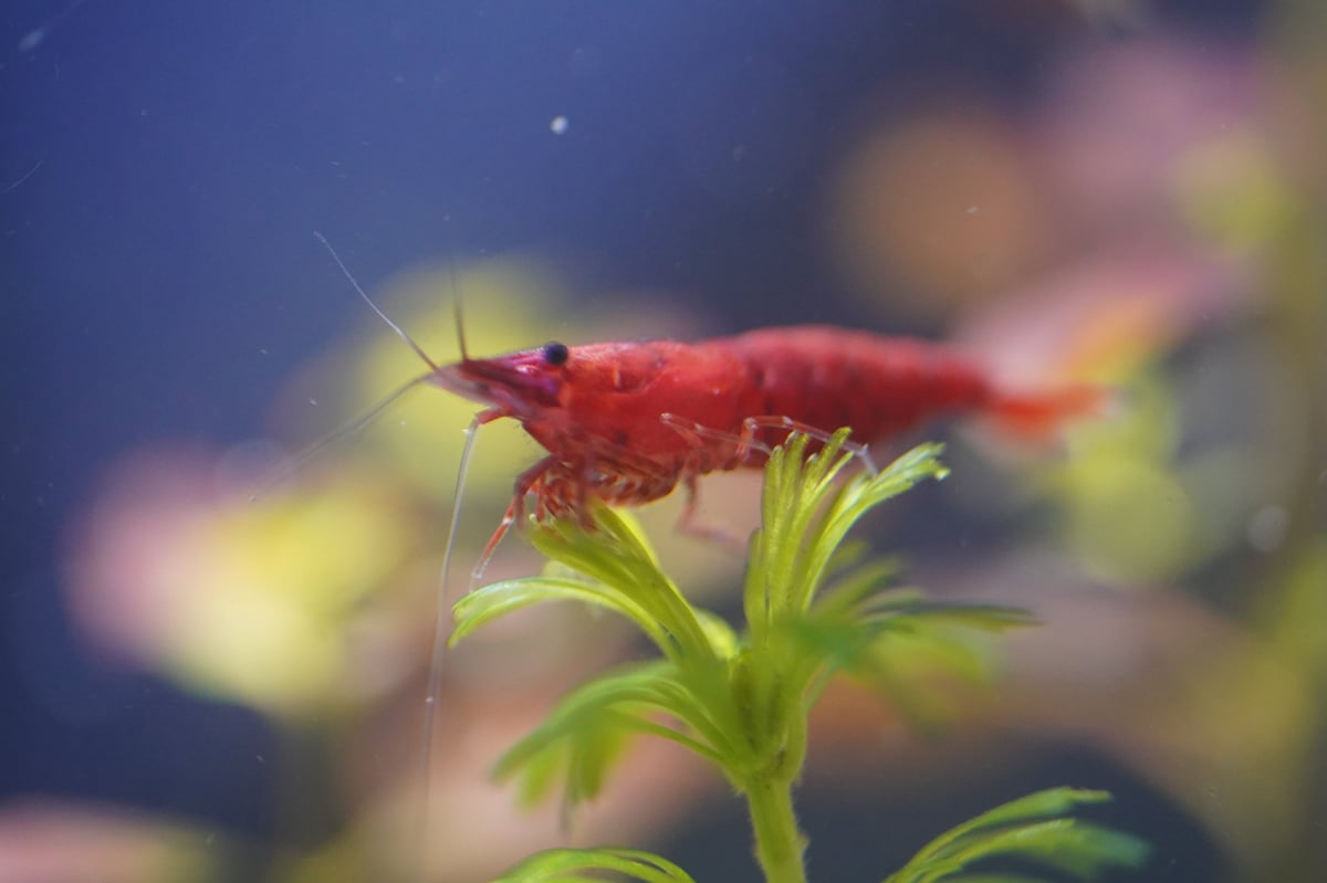 Fire red cherry shrimp in a planted freshwater aquarium, illustrating the vibrant health of a well-cared-for Neocaridina shrimp colony