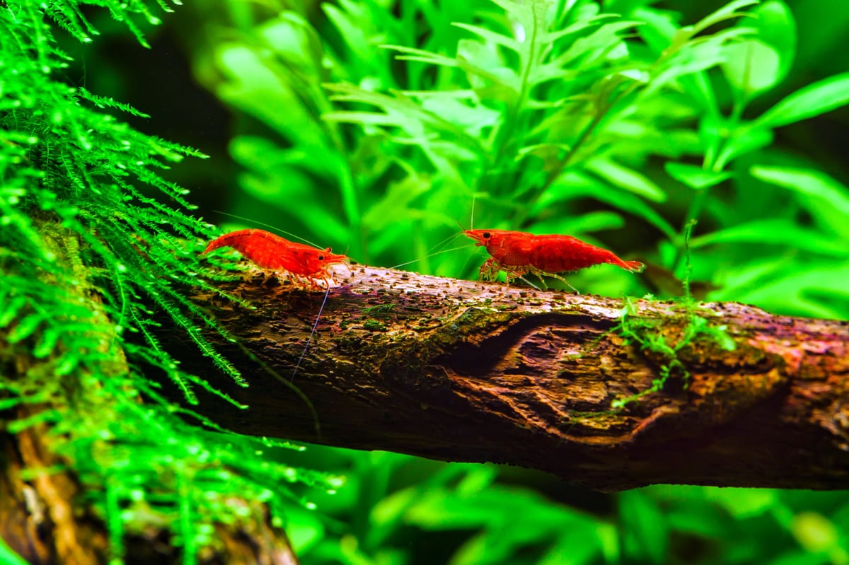 Cherry dwarf shrimp on a green leaf in a beautiful planted tropical freshwater aquarium with lush aquatic plants