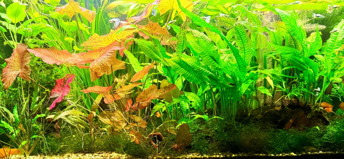 Planted freshwater aquarium with red and green aquatic plants showing that healthy growth requires more than just fertilizer