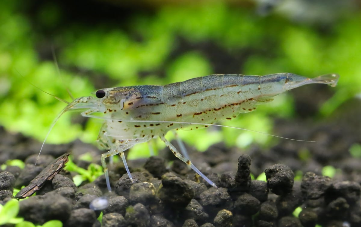Yamato shrimp on java moss in a planted aquarium