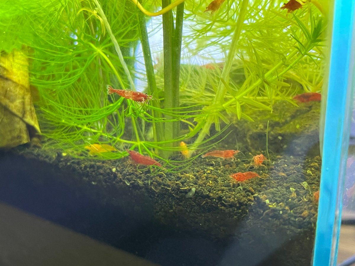 Many red and yellow Neocaridina shrimp are exploring the lush green plants and dark substrate in a freshwater aquarium