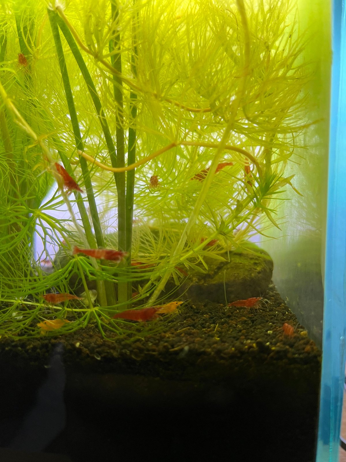 Vibrant red and yellow freshwater shrimp forage in a lush green planted aquarium showcasing a thriving aquatic ecosystem