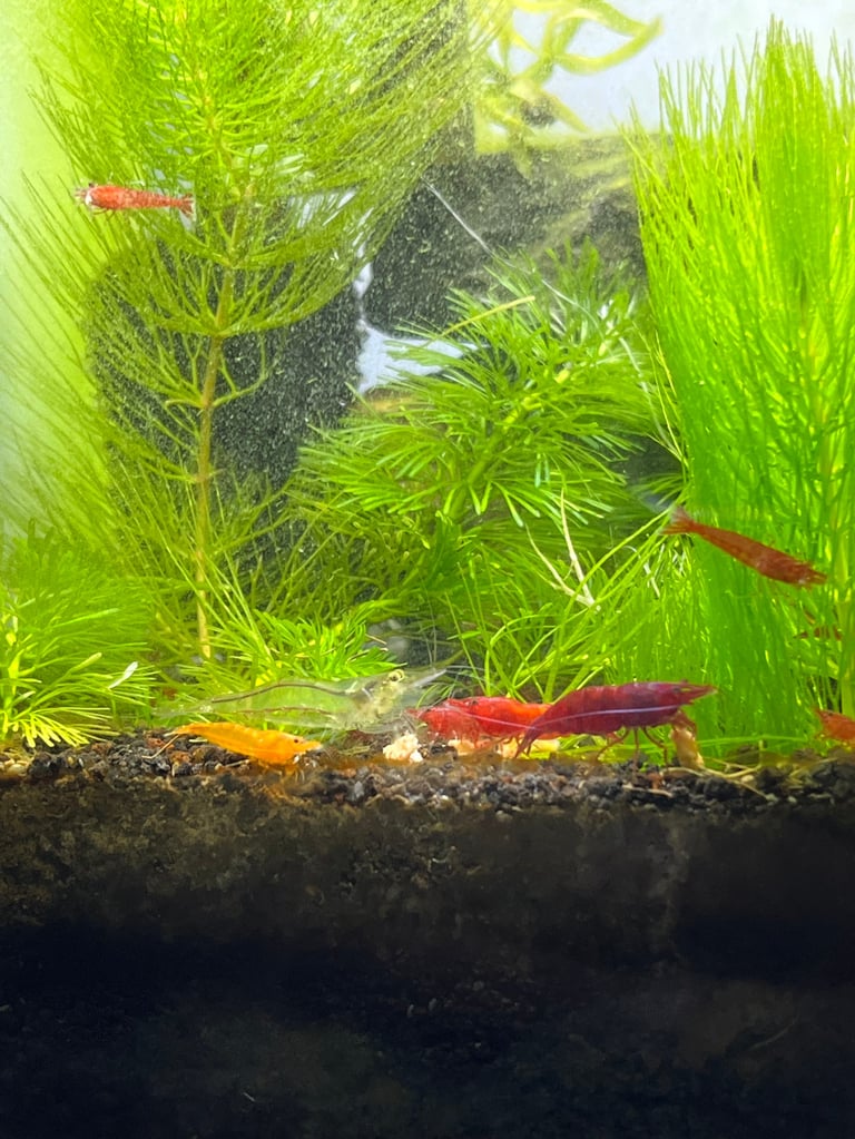 Multiple vibrant freshwater shrimp including red orange and transparent varieties gather at the bottom of a lush green planted aquarium feeding on a pellet