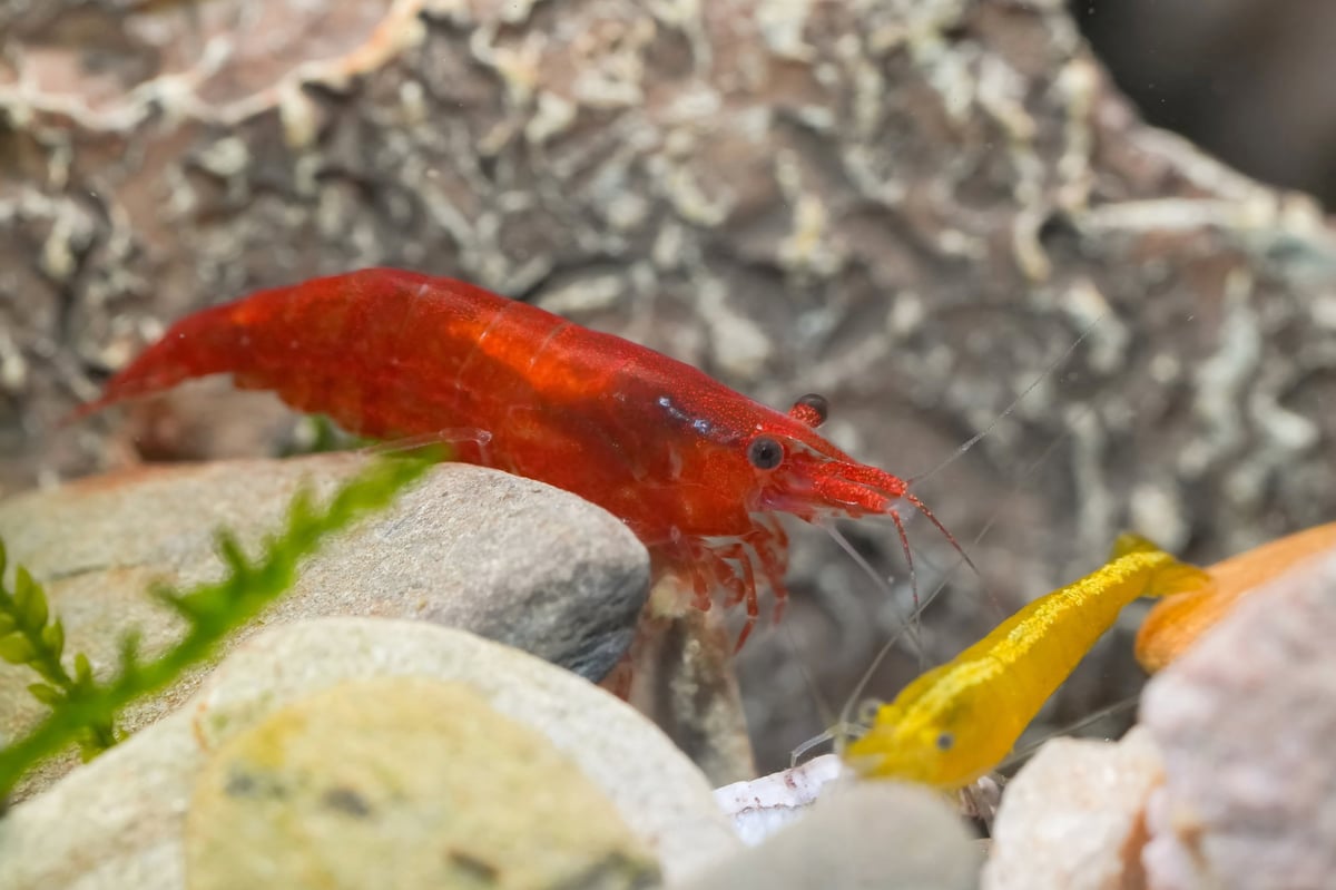 Close-up portrays red and yellow shrimp rest on rocks near textured rock and green plant in a freshwater aquarium