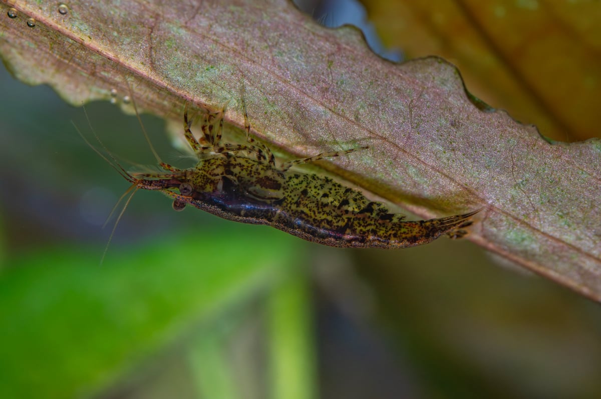 Female Neocaridina shrimp resting on a bright green aquatic leaf in a freshwater tank, showcasing the delicate exoskeleton that cherry shrimp periodically shed during molting