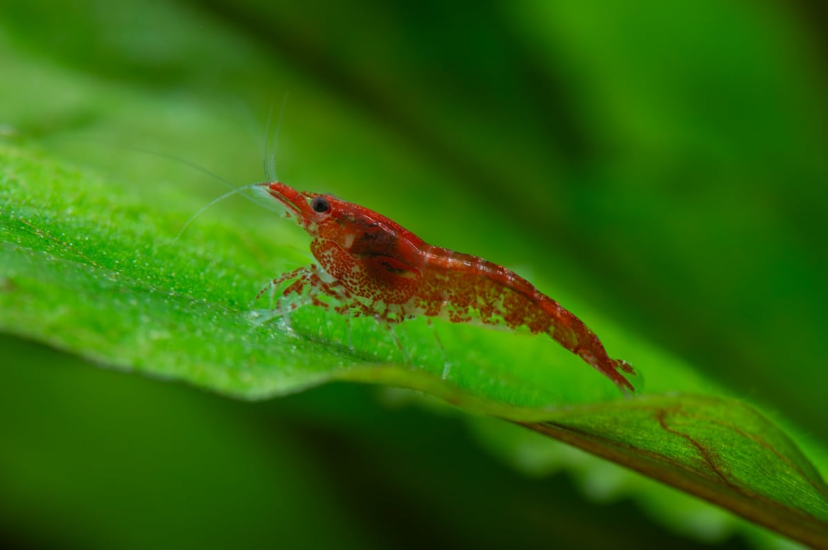 Young Red Cherry shrimp perched on a green aquarium leaf, captured in macro detail, delicate antennae, segmented body and natural aquatic plant habitat