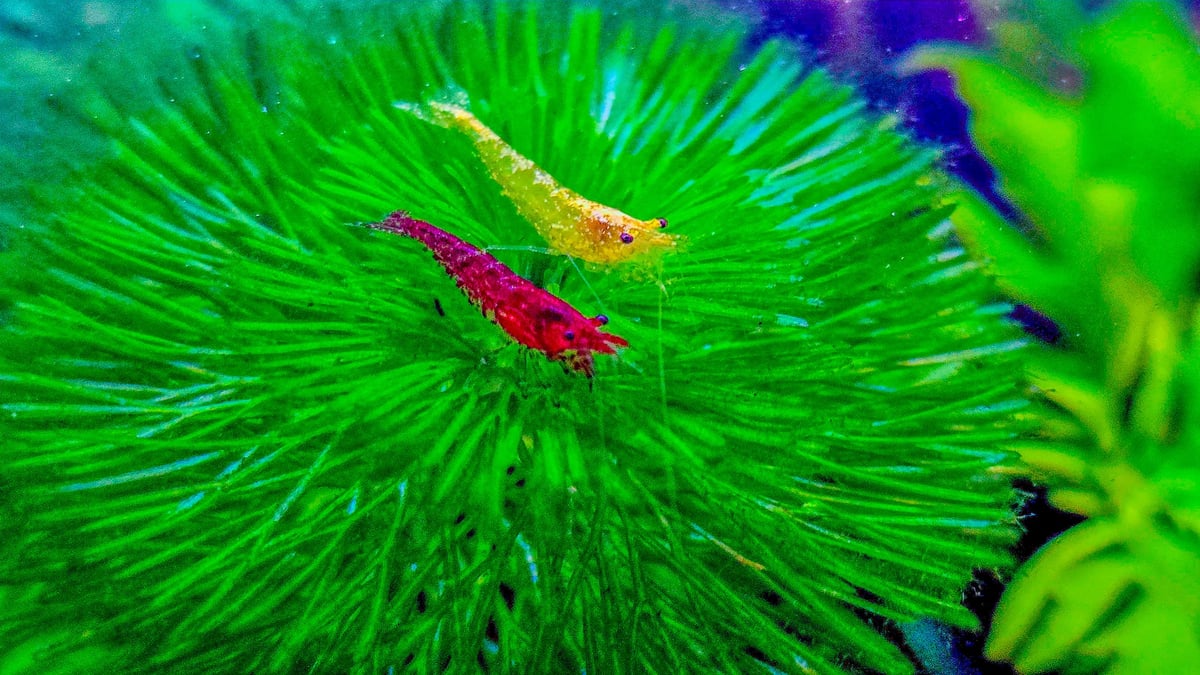 Red Cherry Shrimp and Yellow Goldenback Shrimp (Neocaridina davidi) grazing together on a lush green algae bed — showing the natural biofilm-rich grazing that mature freshwater aquariums provide