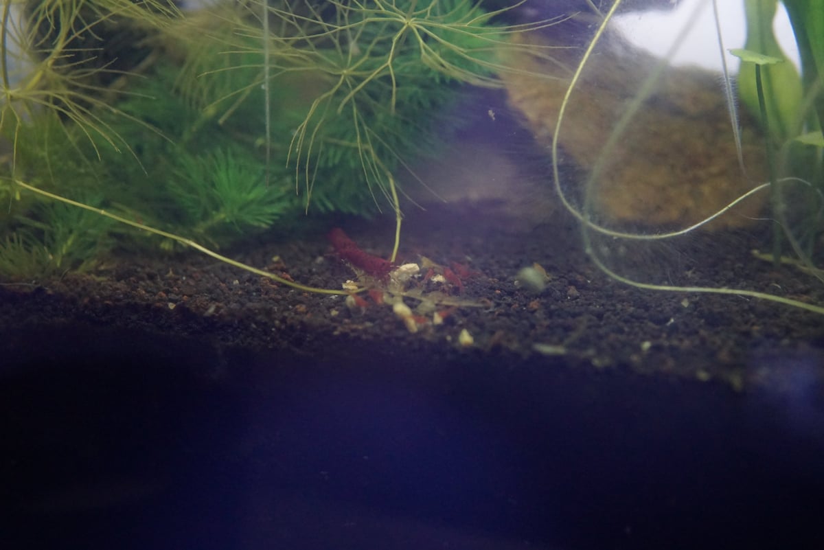 Shrimp red cherry shrimp actively foraging for food on dark aquarium substrate amidst lush green aquatic plants