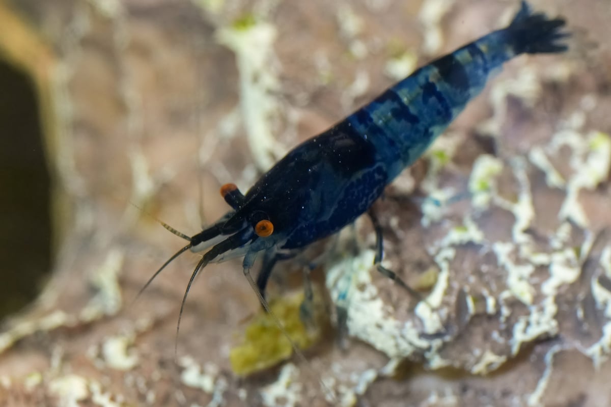Blue Neocaridina sakura shrimp in a natural freshwater environment with aquatic plants and moss where shed molts from cherry shrimp can easily hide before being discovered during maintenance