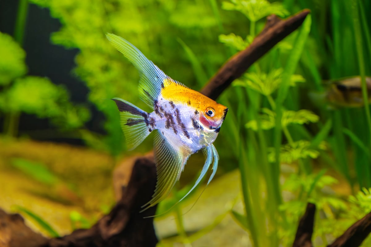 The Sunken Sun. Marble angelfish Pterophyllum scalare swimming in tropical freshwater aquascape with Vallisneria and Limnophila