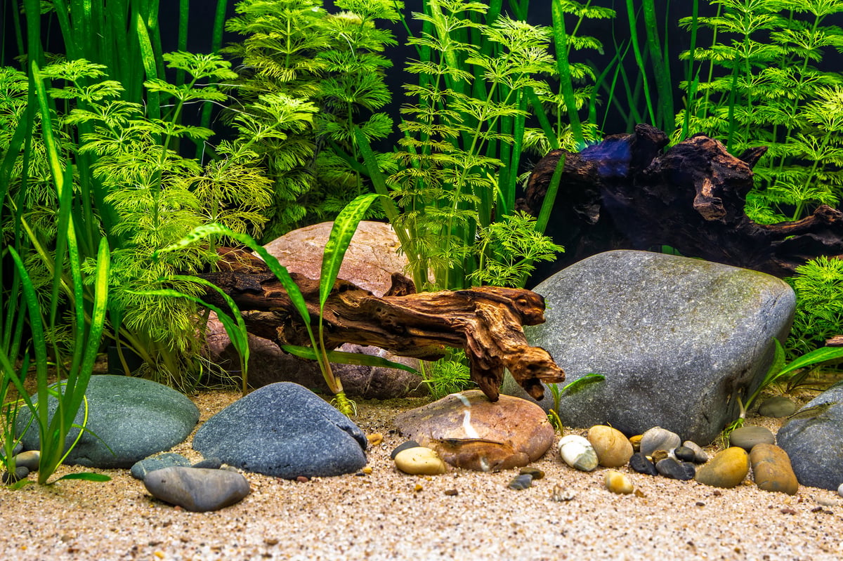 Tropical planted aquarium, aquascape with Asian Marshweed, Eelgrass, Water Trumpet, river stones, and driftwood in freshwater tank