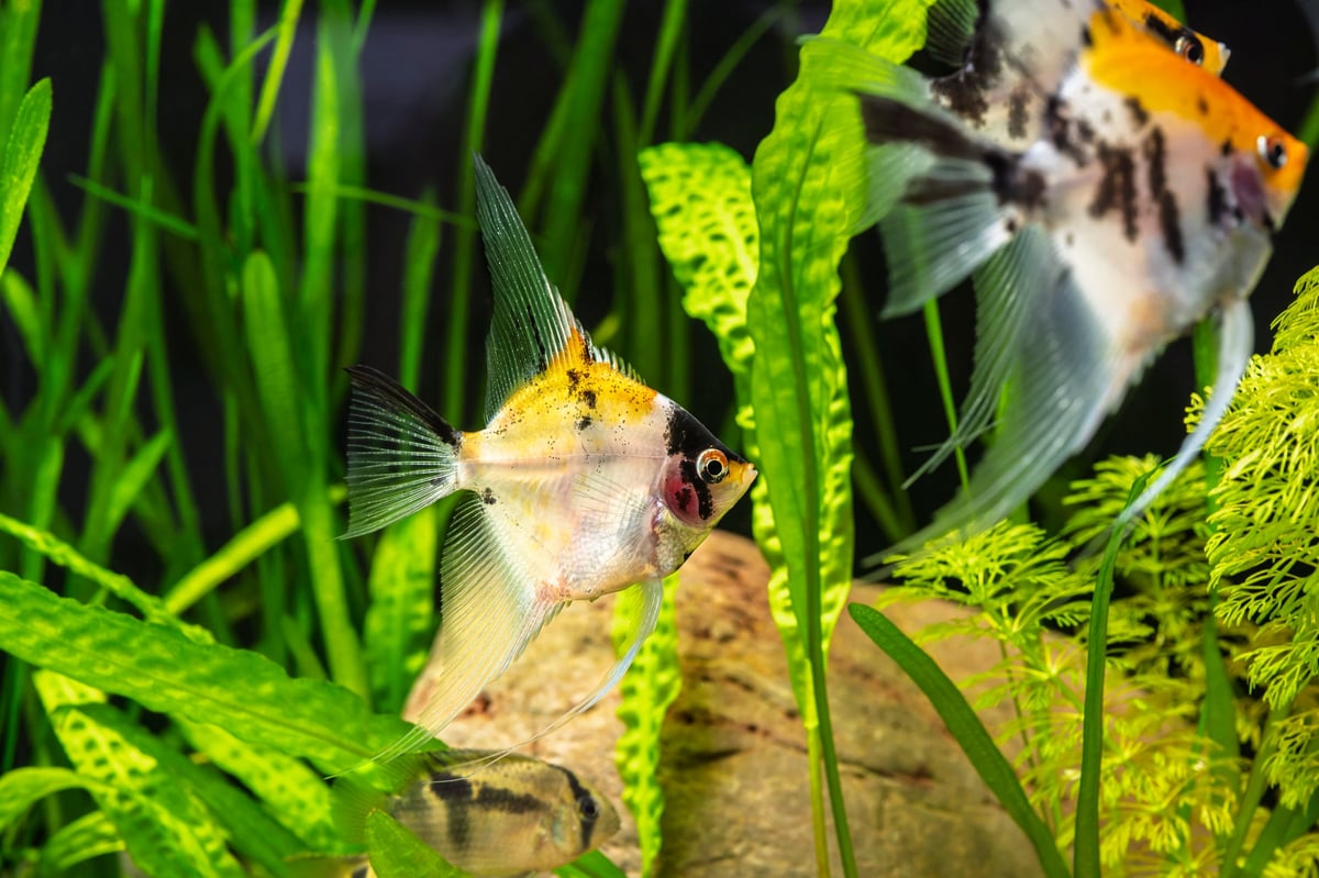 Marble Angelfish and peaceful Keyhole Cichlid in lush aquascape with Tape Grass, Ambulia, and Hammered Leaf Cryptocoryne