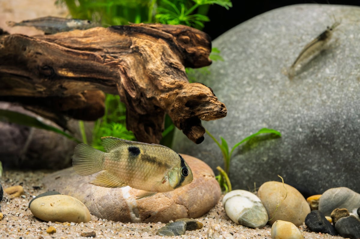Peaceful freshwater aquascape with Keyhole Cichlid, Amano Shrimp, driftwood, stones, and Limnophila sessiliflora plants
