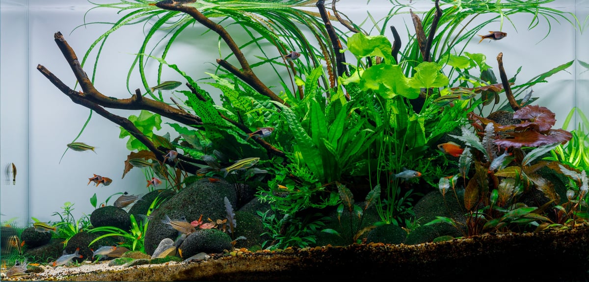 Beautiful Nature Aquarium with lush green aquatic plants, driftwood, smooth black rocks, and colorful tropical fish creating a vibrant natural underwater ecosystem.