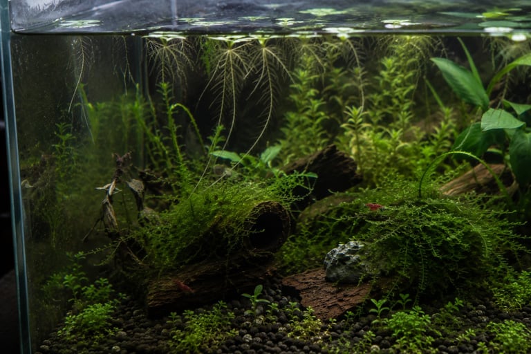 Photo-style image of a mature planted aquarium with dense moss, floating plant roots, and driftwood where only a few cherry shrimp are visible while others blend naturally into the plants and hardscape, illustrating how shrimp often hide after a water change.