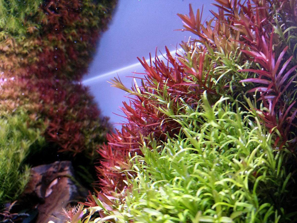 Underwater aquarium plants with red and green foliage against a blue water background