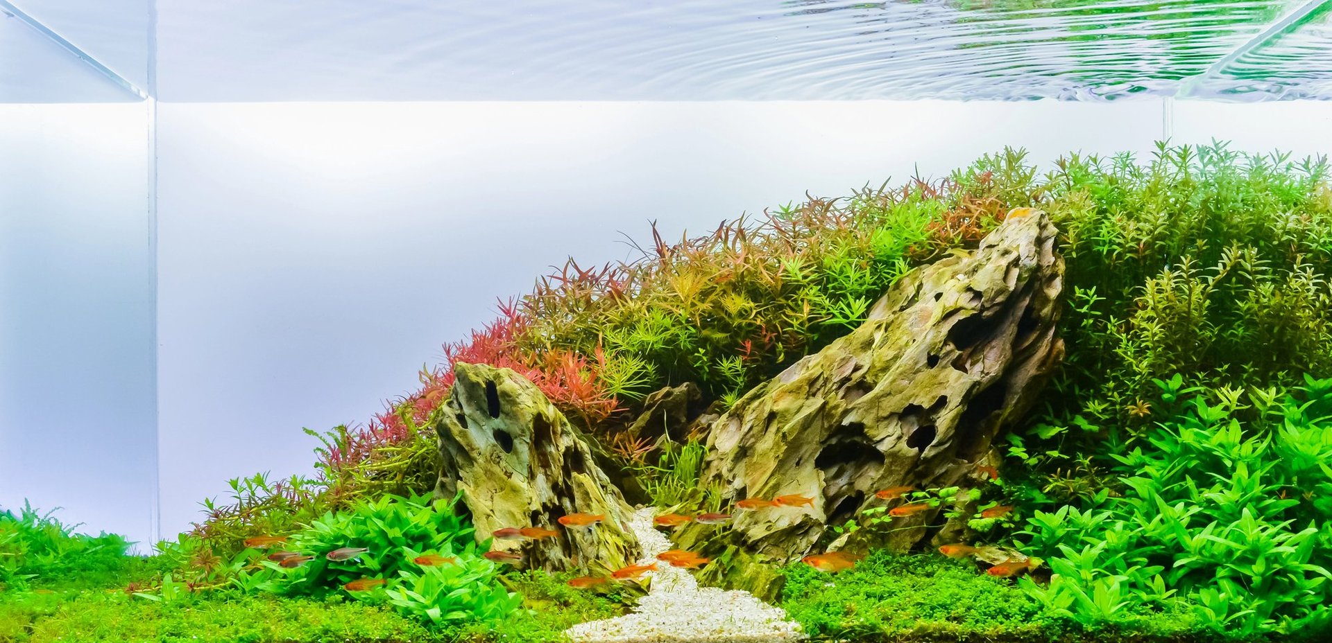 Aquarium with lush green plants, moss-covered driftwood rocks, and pebble substrate with clear water and sky reflection