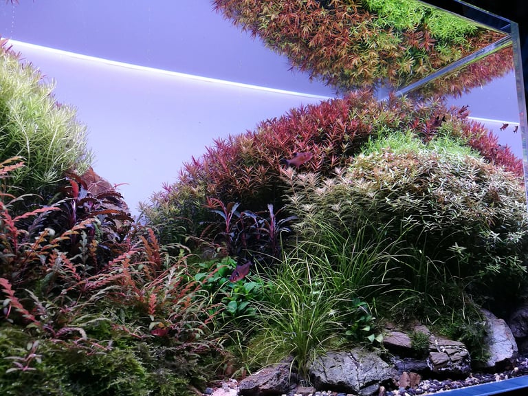 Aquarium aquascape with purple LED lighting, green ornamental grasses, red and burgundy plants, rocks, and blue substrate