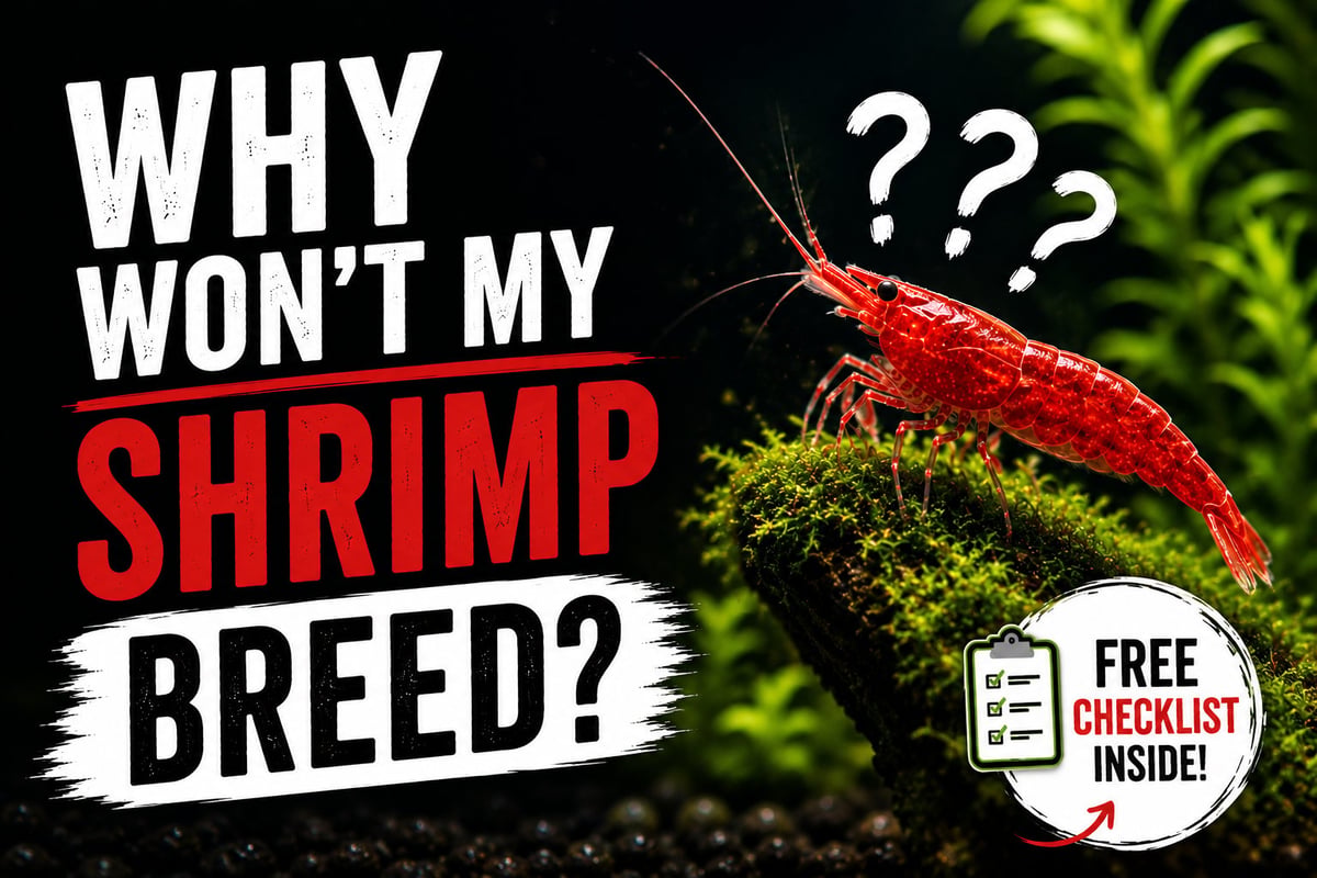 Red cherry shrimp on moss-covered driftwood in a planted aquarium illustrating common reasons cherry shrimp may not be breeding