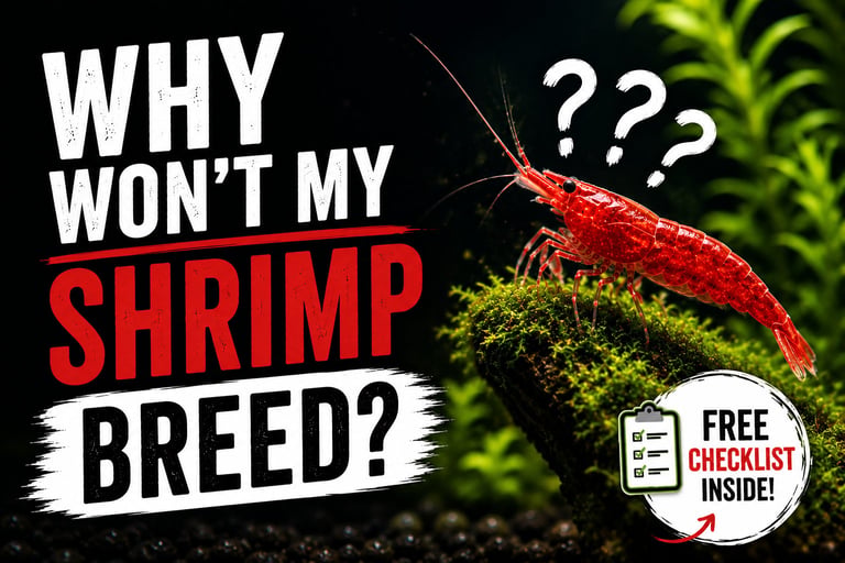 Red cherry shrimp on moss-covered driftwood in a planted aquarium illustrating common reasons cherry shrimp may not be breeding