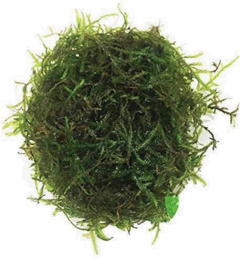 Clump of vibrant green moss with wispy, delicate strands on a white background