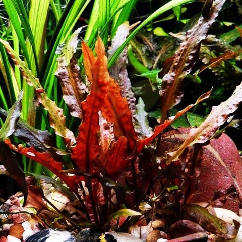Red and orange aquatic plant with pointed leaves surrounded by green foliage and driftwood in an aquarium