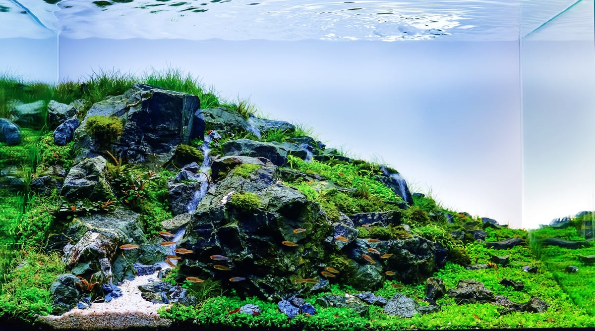 Aquascaped aquarium with dark rocks, vibrant green moss-covered landscaping, and flowing water