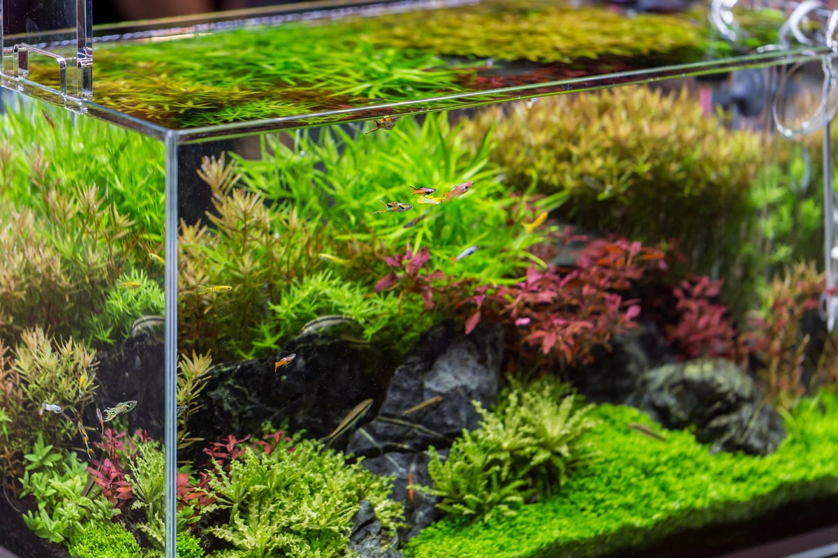 Aquascape aquarium with vibrant green moss, rocks, and red and green aquatic plants on display
